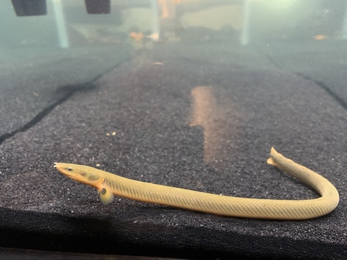 Reed (Erpetoichthys calabaricus) — Polypteridae — 5