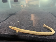 Erpetoichthys calabaricus