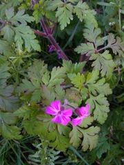 Geranium robertianum