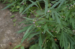 Amegilla florea