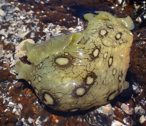 Aplysia dactylomela
