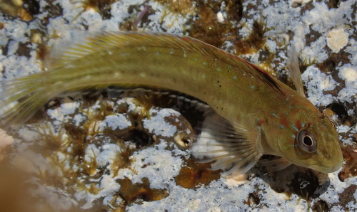 Parablennius parvicornis