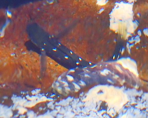 Microlipophrys caboverdensis