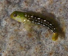 Cape Verde Rockskipper photo 3