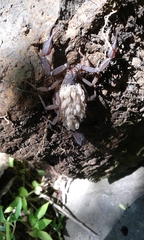 Vaejovis smithi