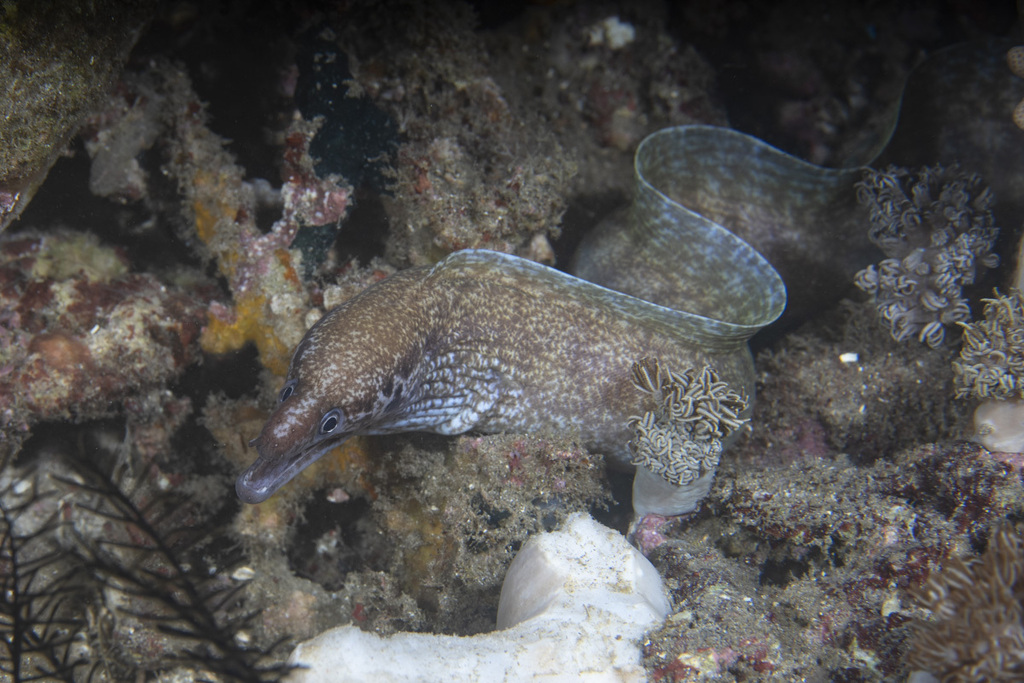 Parelvlek-murene (Gymnothorax margaritophorus) — Muraenidae