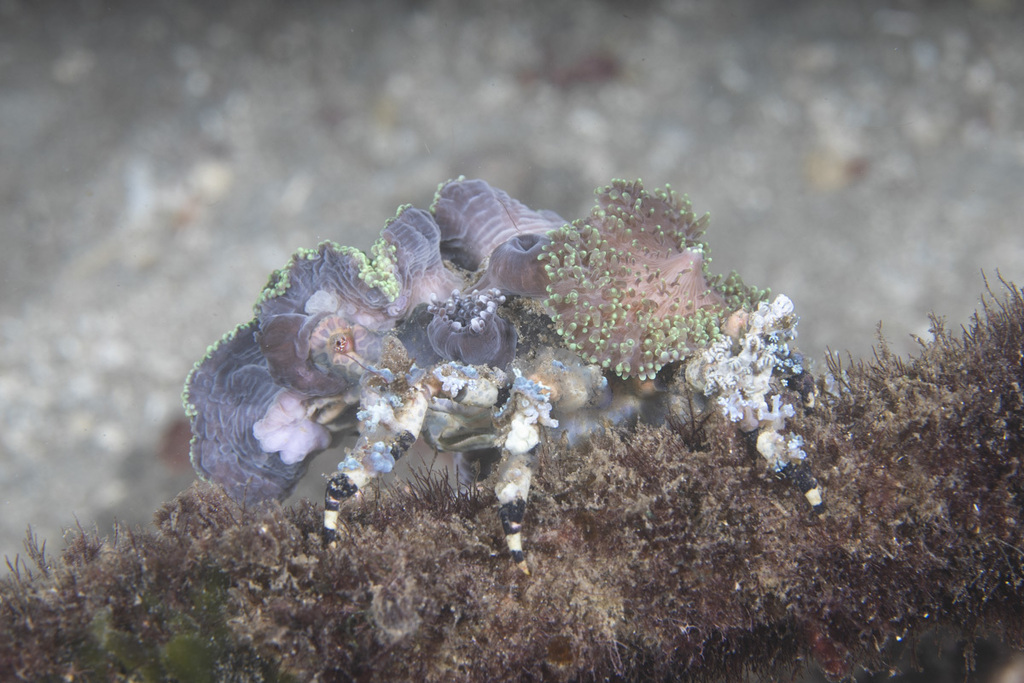 Cyclocoeloma tuberculatum (Cyclocoeloma tuberculatum)