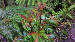 Ardisia quinquegona