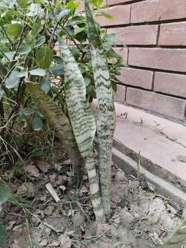 Snake Plant