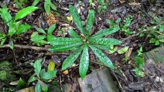 Pittosporum pentandrum