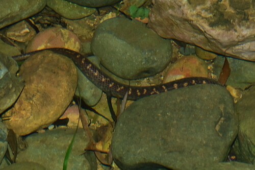 Guangxi Mountain Keelback