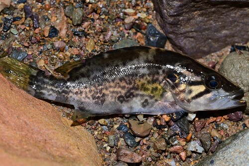 Sharpnose perch (Coreoperca whiteheadi) — Sinipercidae