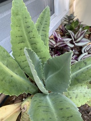 Kalanchoe gastonis-bonnieri
