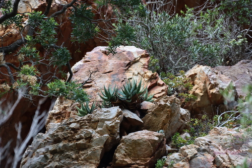 Aloe comptonii, photograph 4