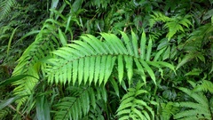Pseudocyclosorus esquirolii