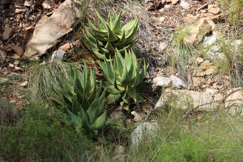 Aloe comptonii, photograph 3