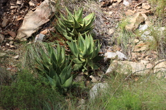 Aloe comptonii, photograph (c) Tony Rebelo, some rights reserved (CC BY-SA)