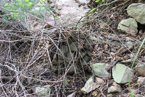 Dioscorea elephantipes