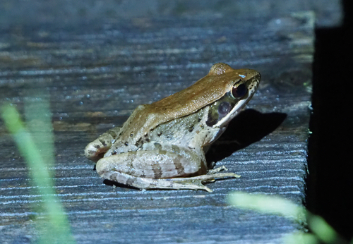 East China Music Frog