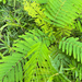 Acacia pennata
