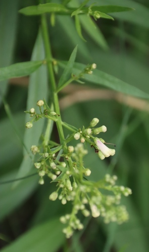 Freylinia lanceolata, photograph 6