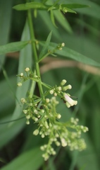 Freylinia lanceolata, photograph (c) Tony Rebelo, some rights reserved (CC BY-SA)