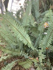 Nephrolepis exaltata