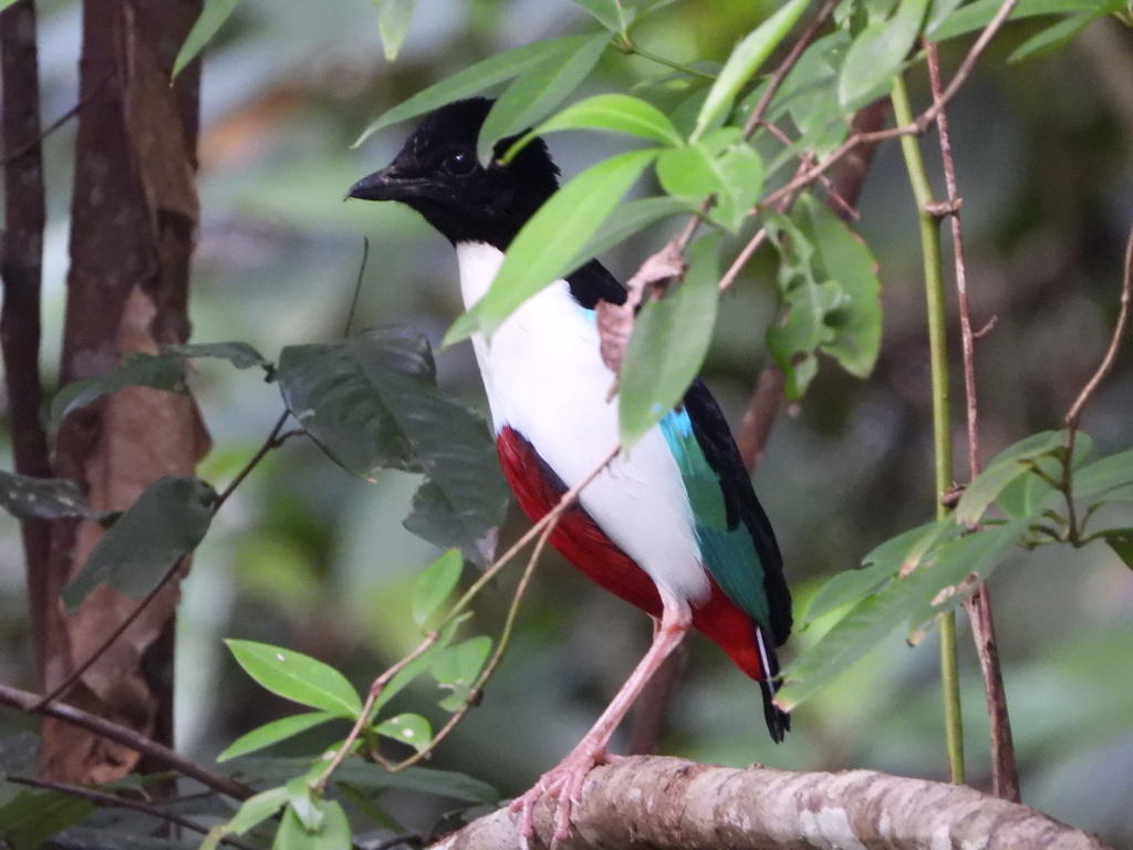 Paok halmahera (Pitta maxima)