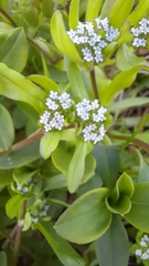 Valerianella locusta