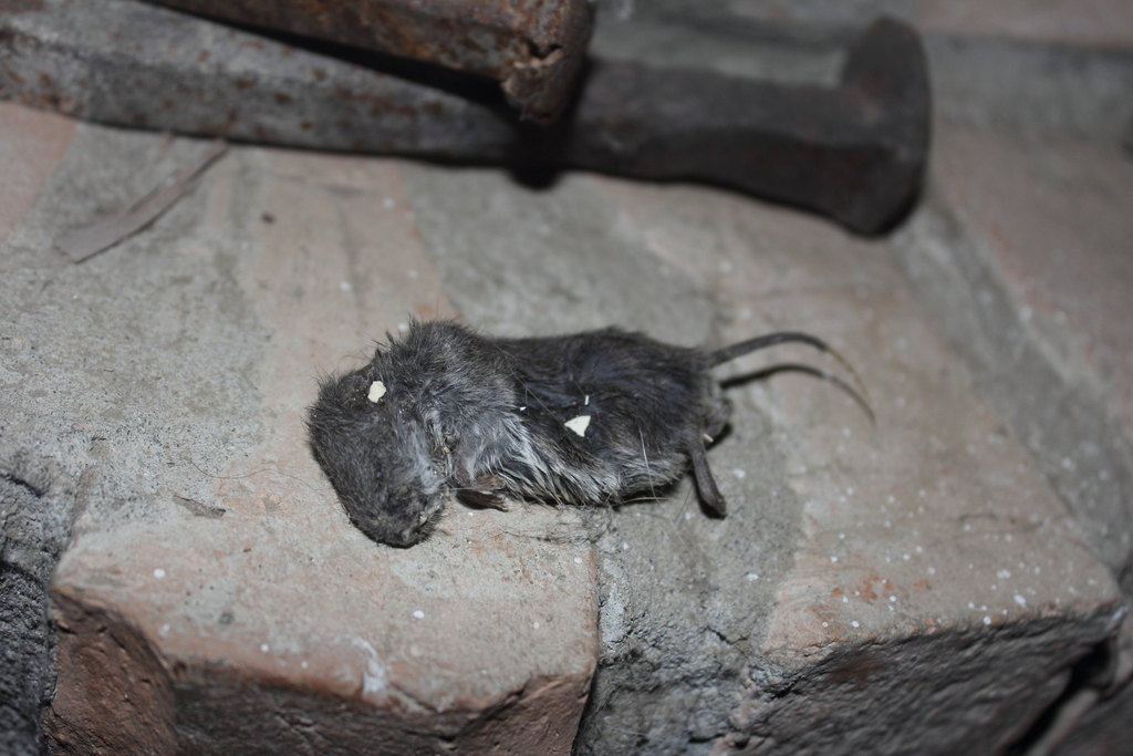 Northern Pygmy Mouse