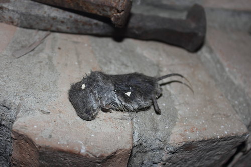 Northern Pygmy Mouse