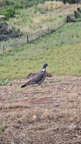 Common Wood-Pigeon