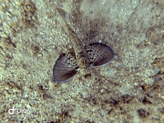 Chelidonichthys