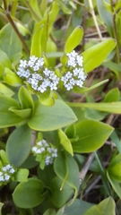 Valerianella locusta