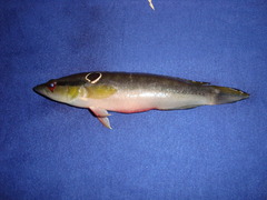 Crenicichla