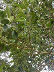 Ficus macrophylla