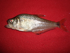 Characinae