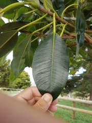 Ficus macrophylla