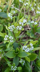 Valerianella locusta
