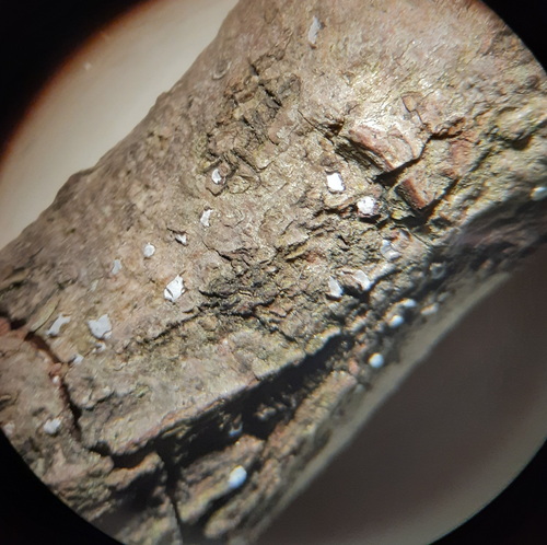 Propolis farinosa observed 2026-04-24