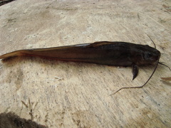 Pimelodella