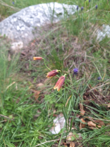 Fritillaria drenovskii