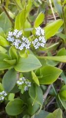 Valerianella locusta