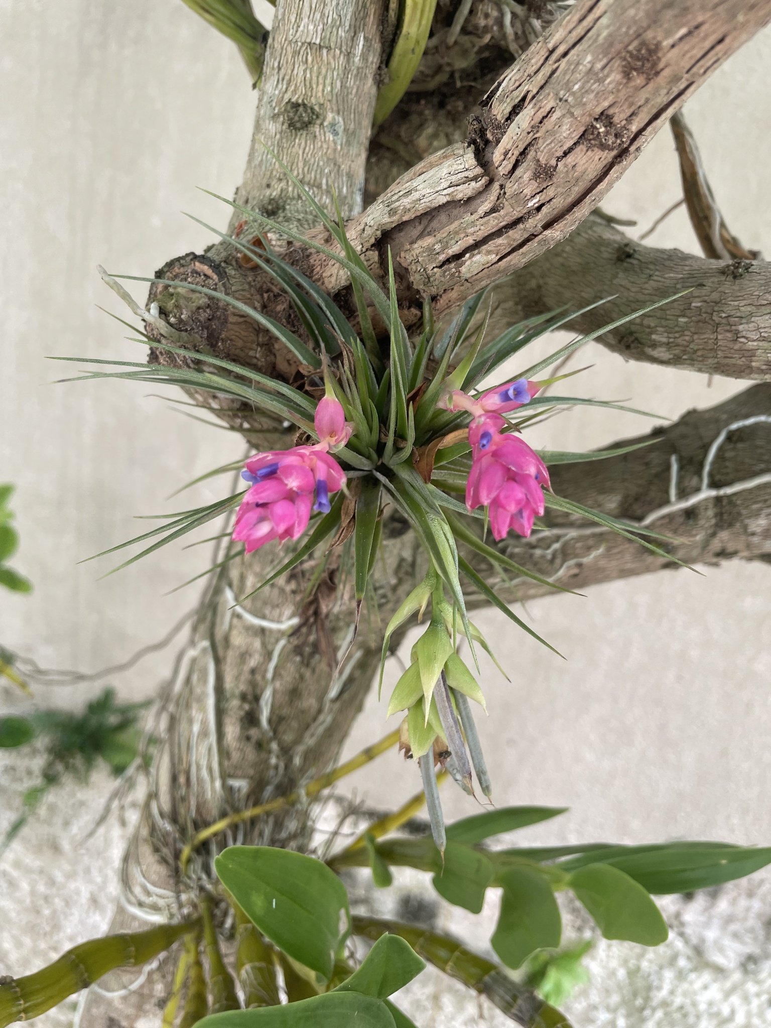 Tillandsia stricta