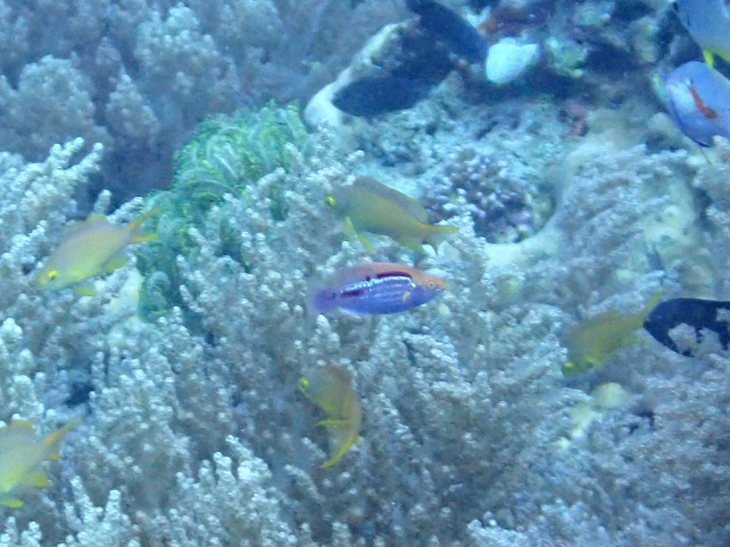 Lubbock's Wrasse