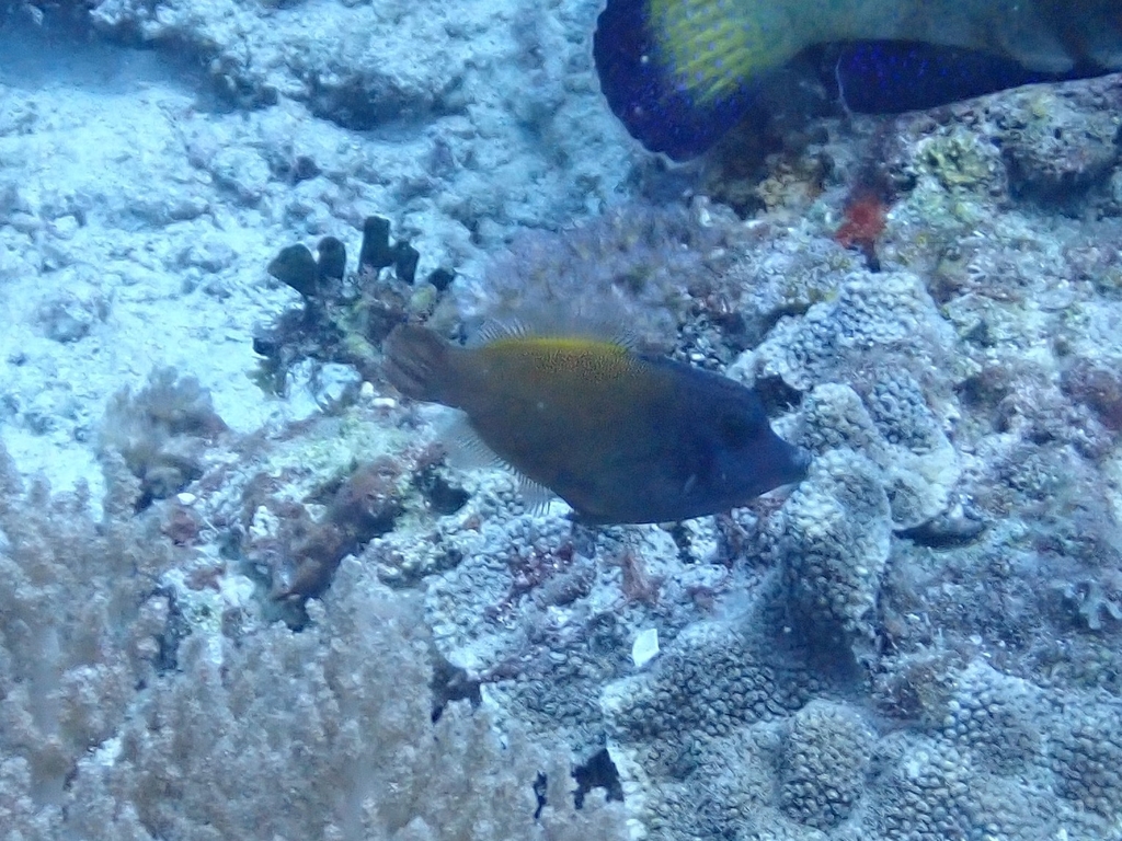 Redtail filefish