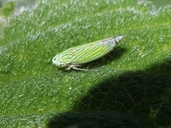 Graphocephala cythura