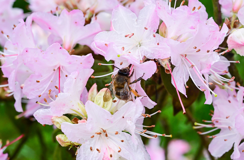 Asian Shaggy Digger Bee