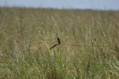 Alectrurus risora