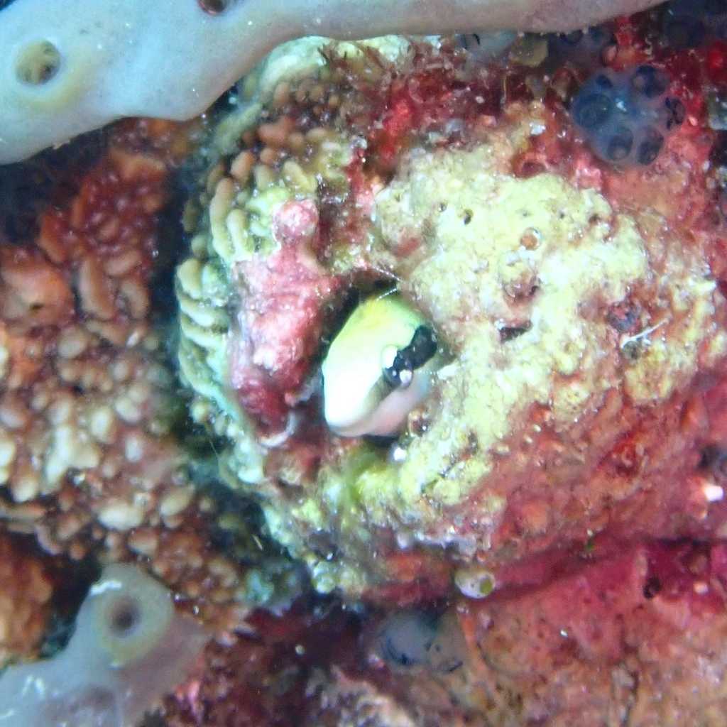 Mimic blenny